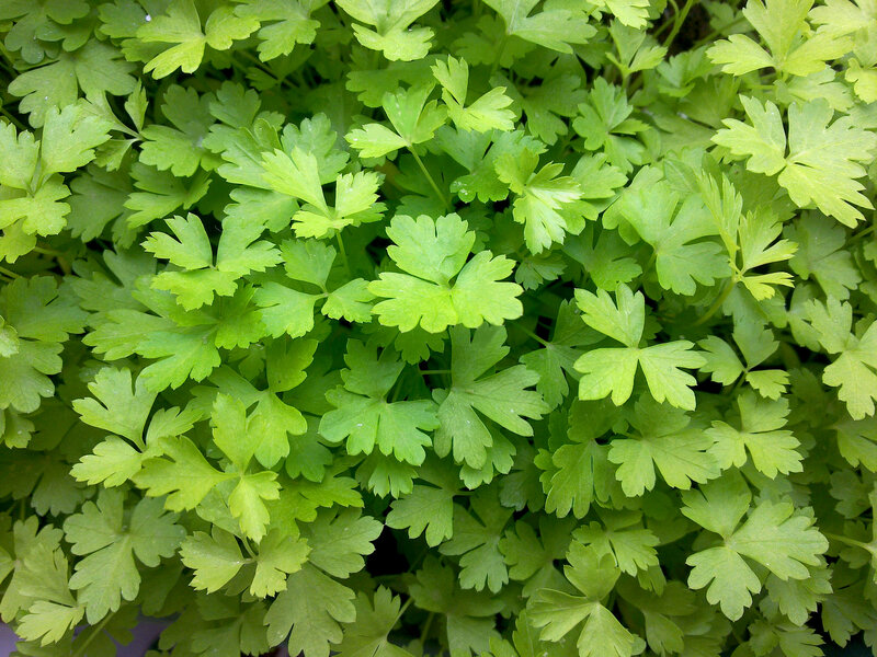 Fresh Parsley Leaves — Green