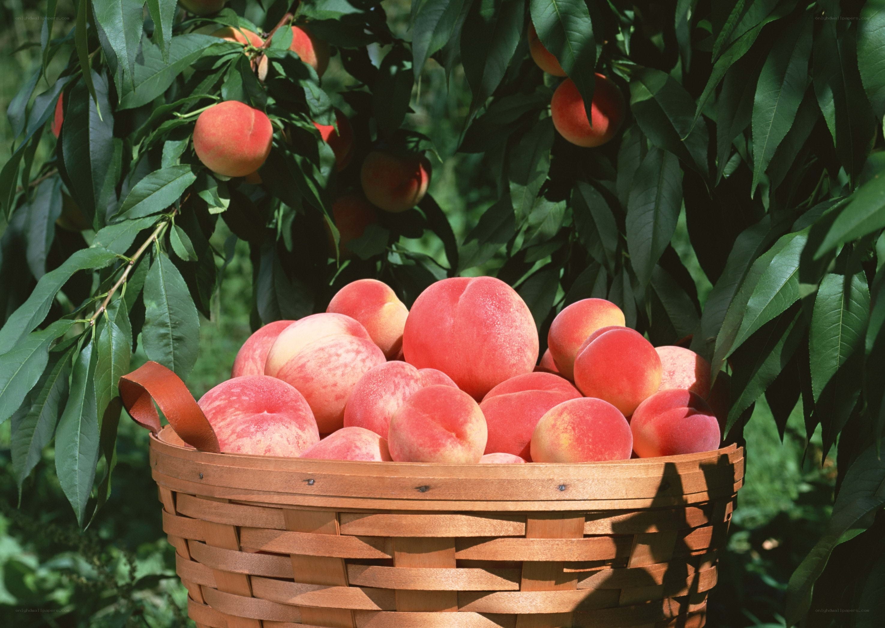 Fresh peaches in a basket