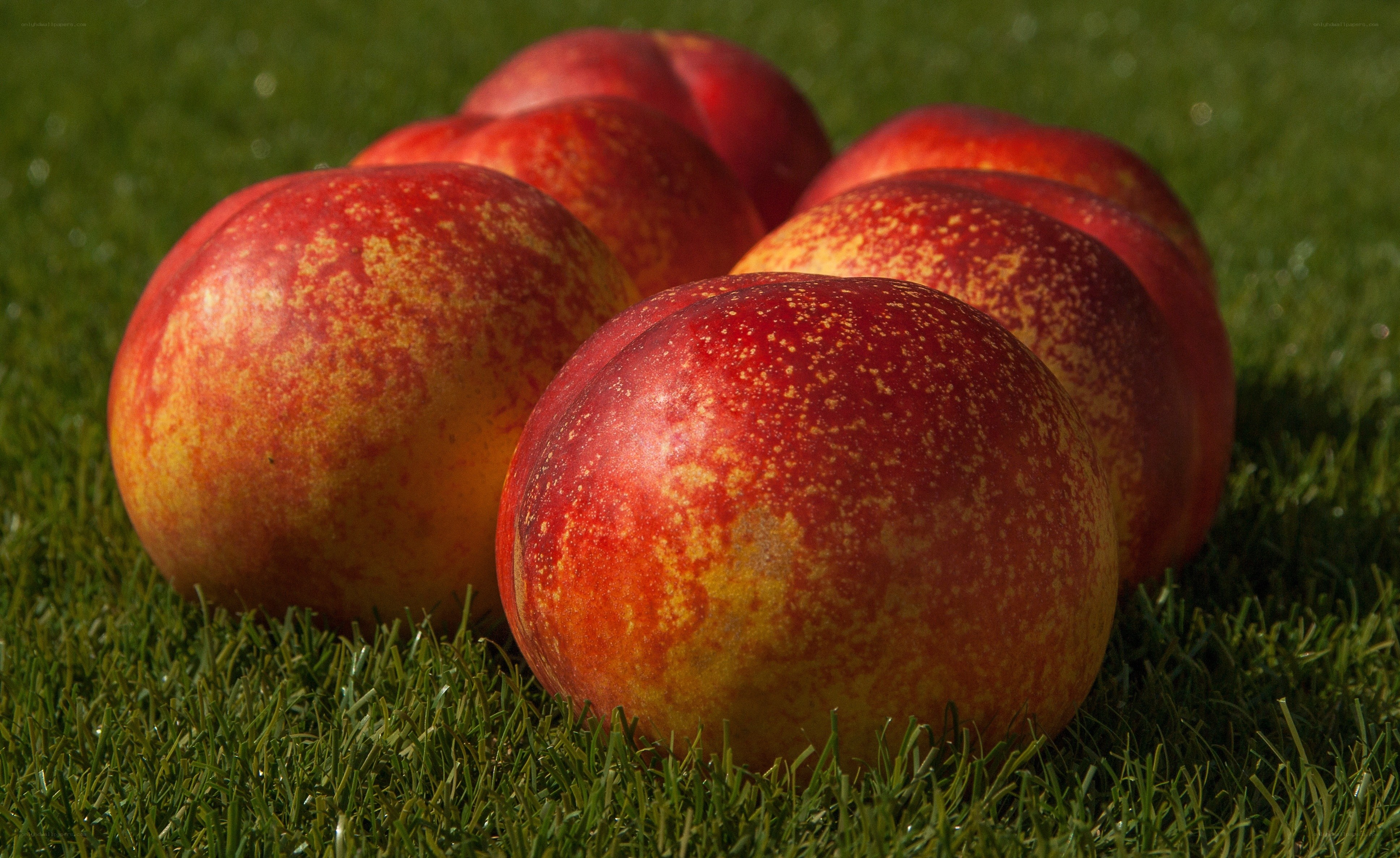 Fresh peaches on green grass