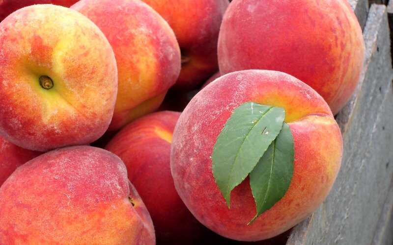 Fresh peaches with green leaves