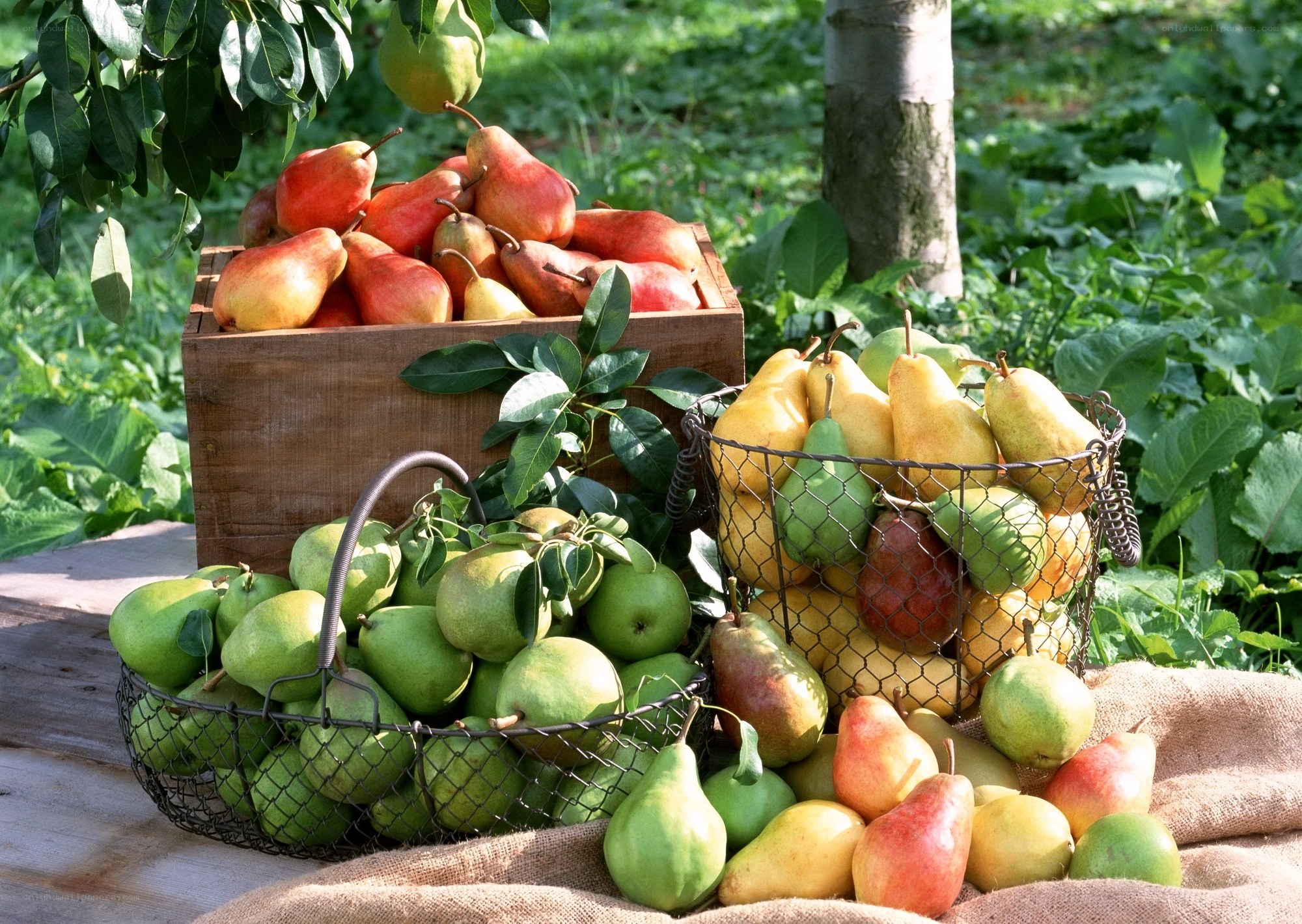 Fresh pears from the orchard