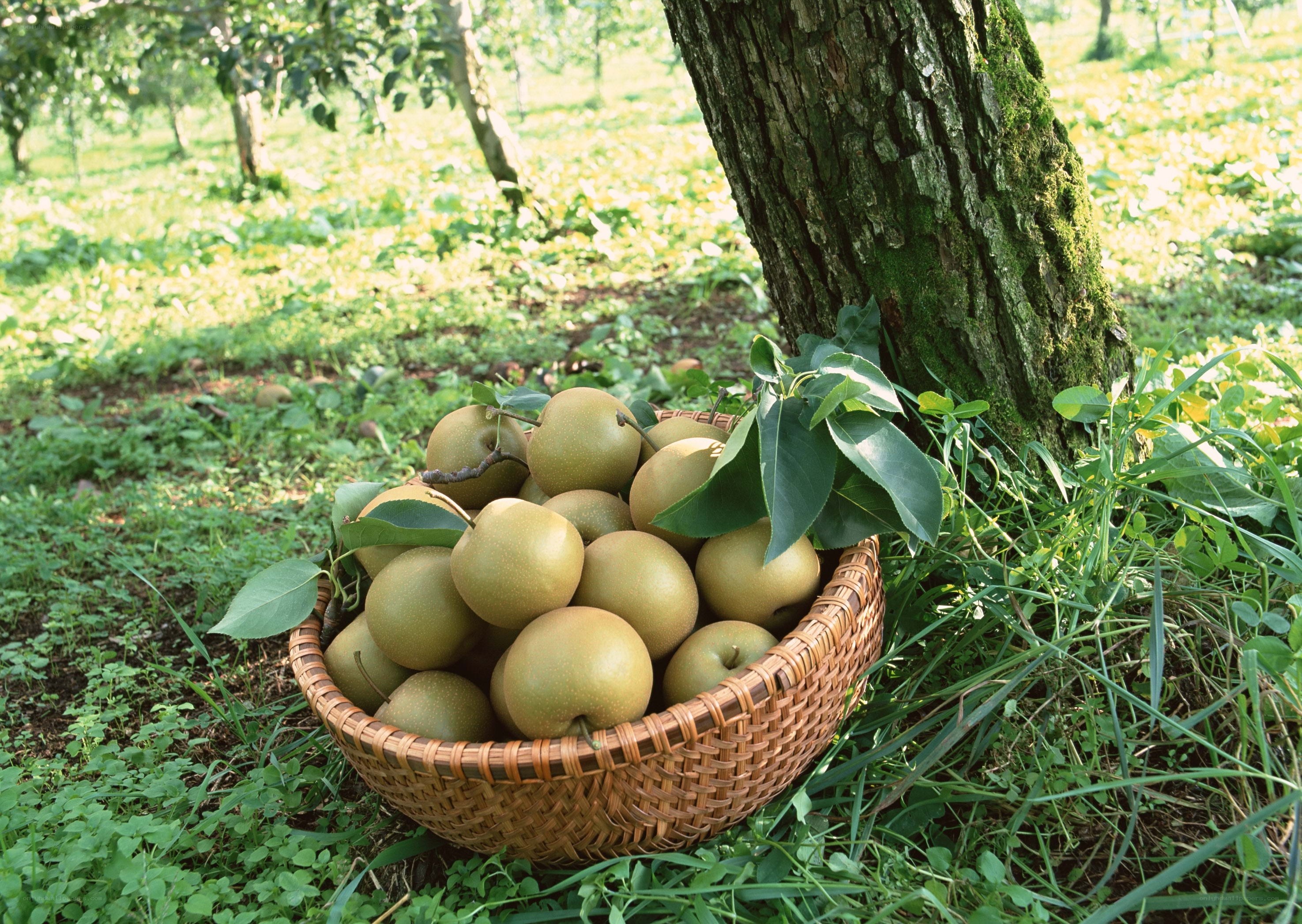 Fresh pears in a basket
