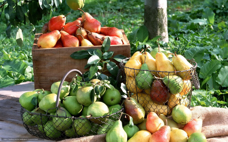 Fresh pears in baskets