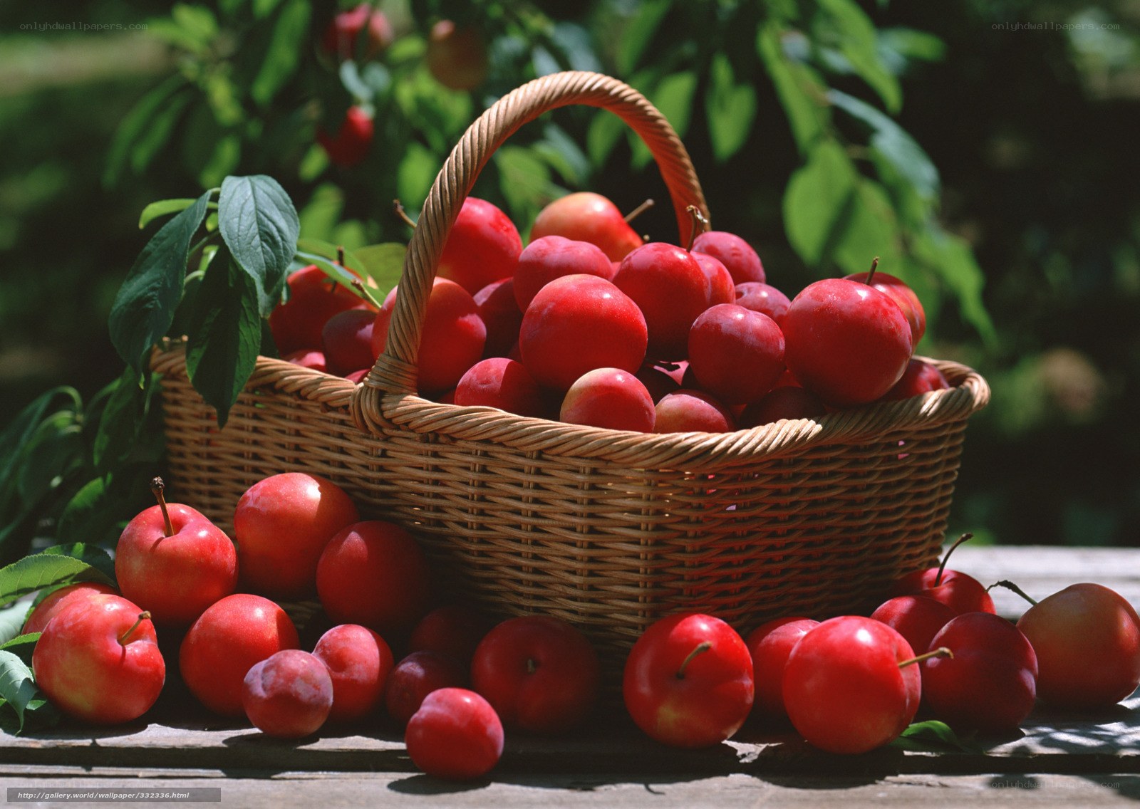 Fresh plums in a basket