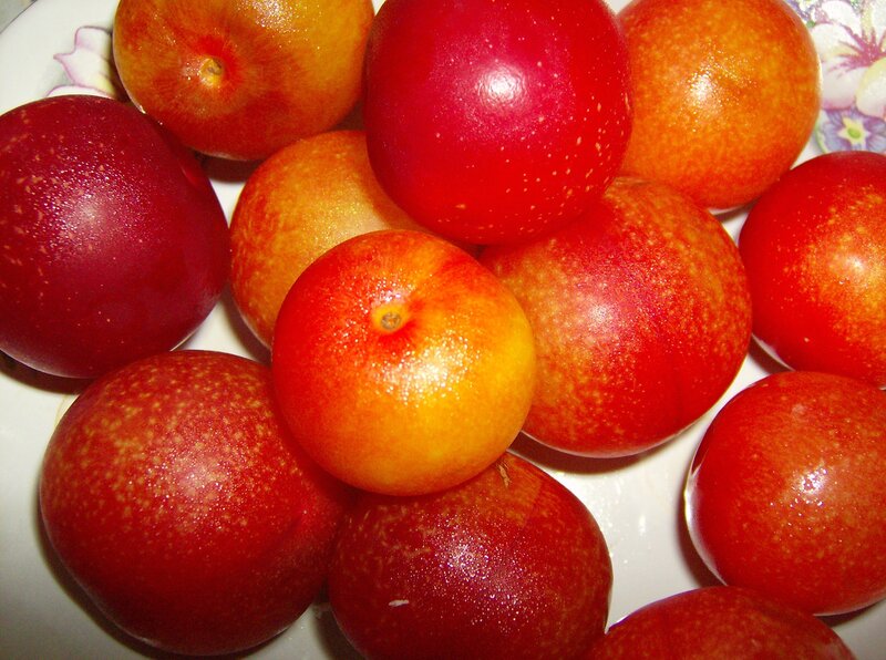 Fresh plums in a bowl