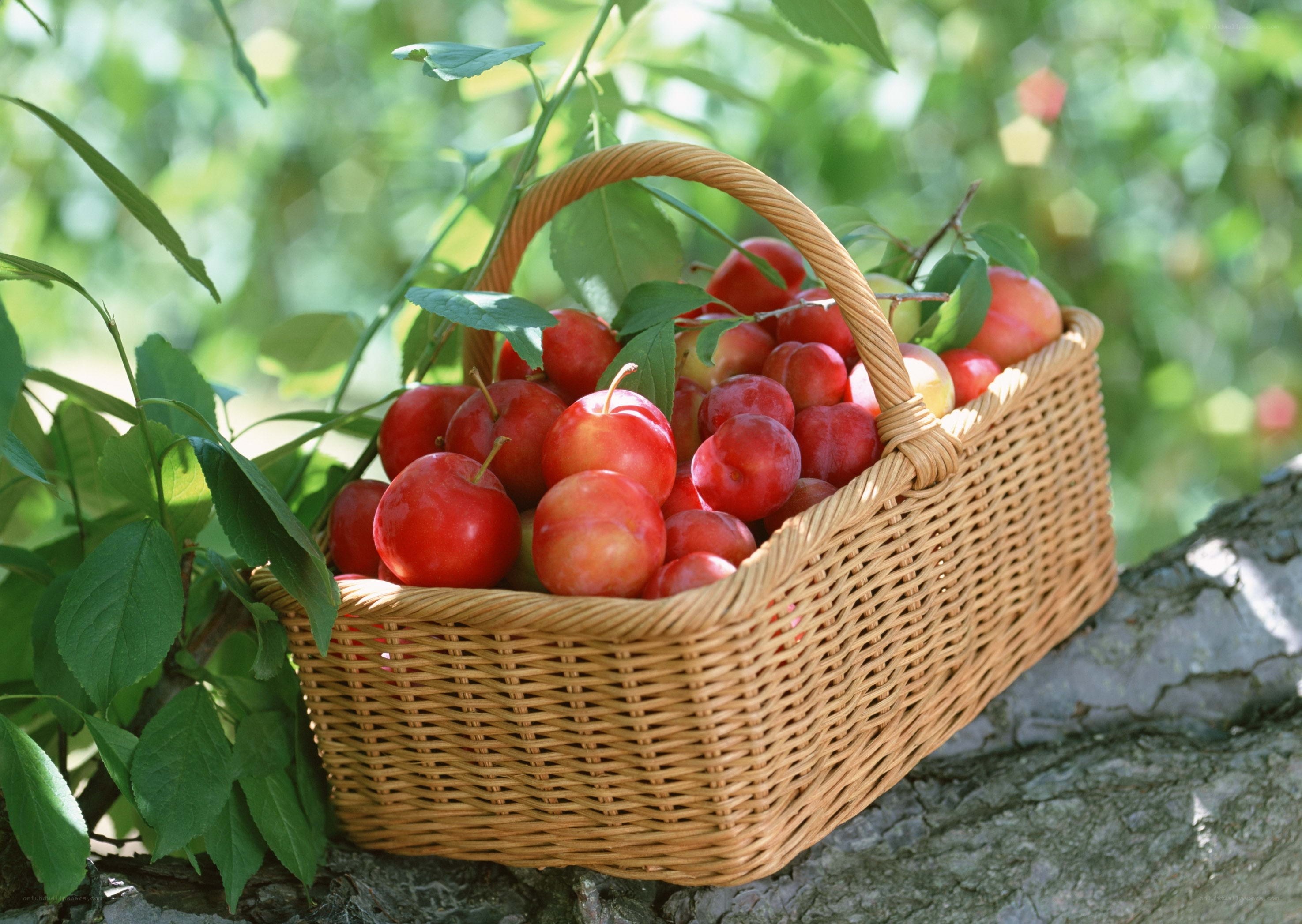 Fresh plums in a wicker basket