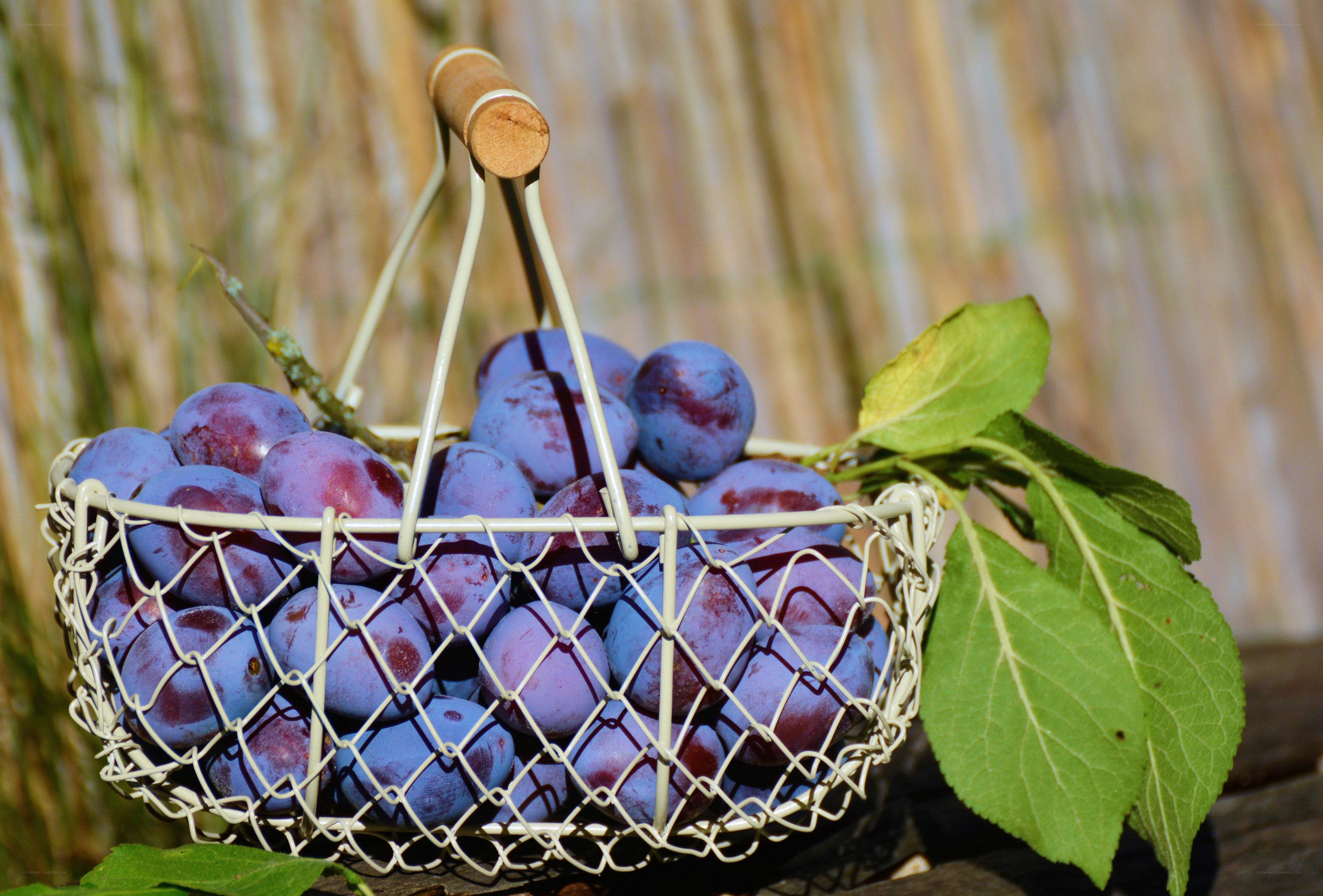 Fresh plums in a wire basket
