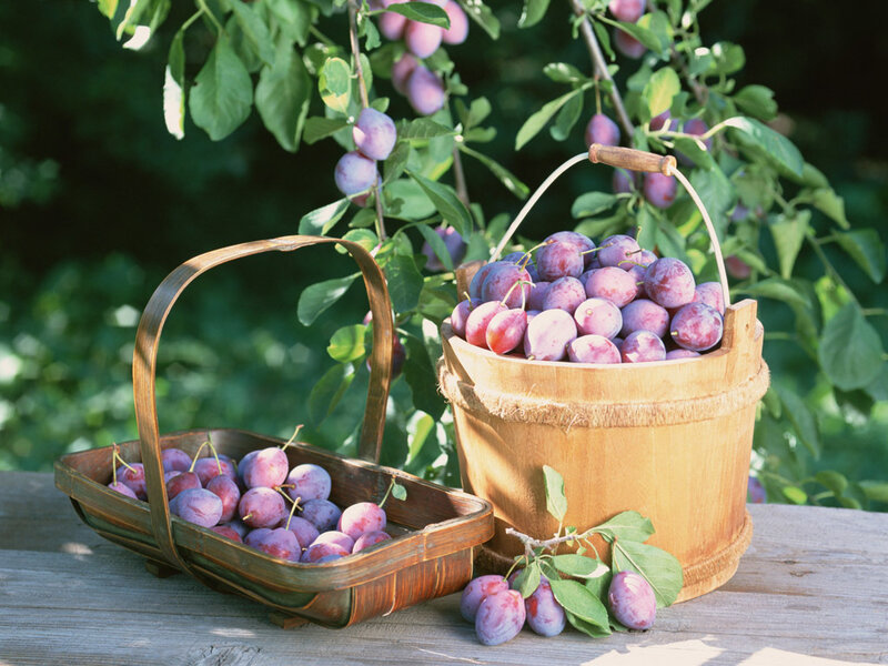 Fresh plums in baskets