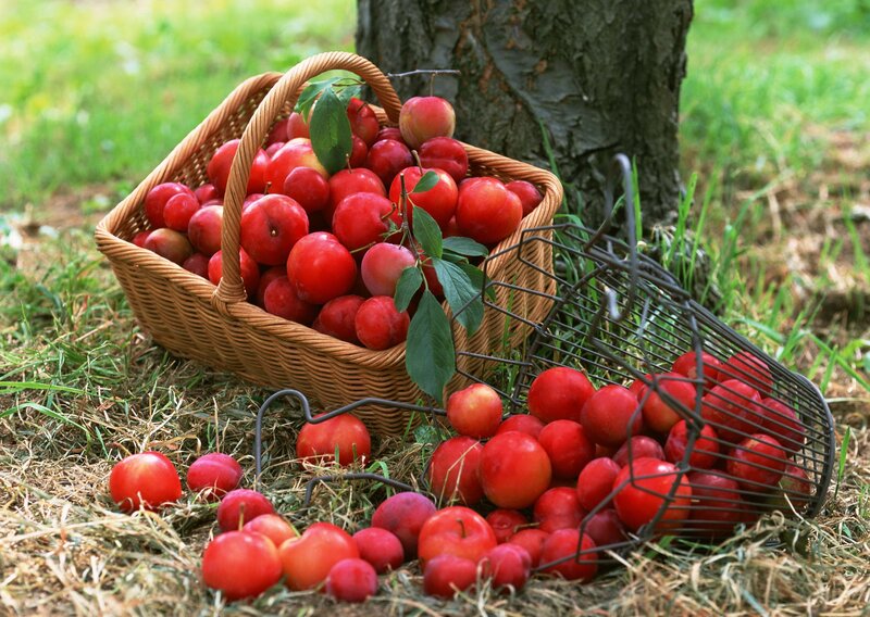 Fresh plums in baskets