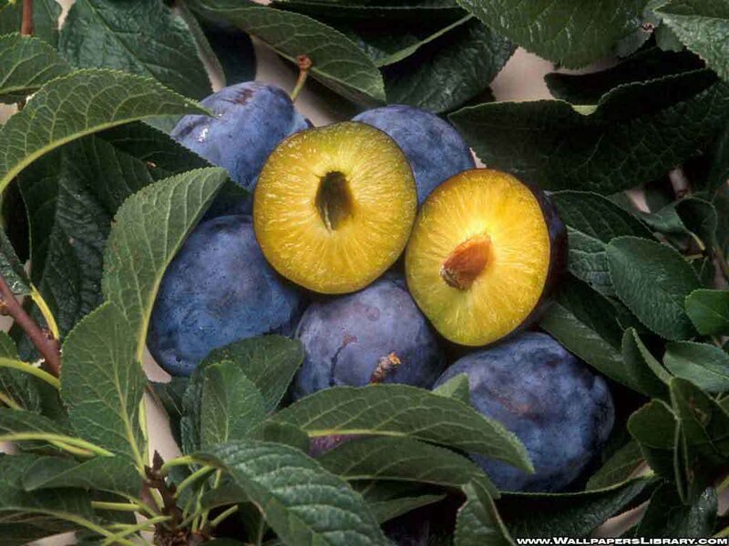 Fresh plums on a tree