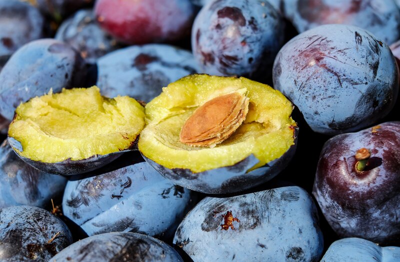 Fresh plums with one cut open