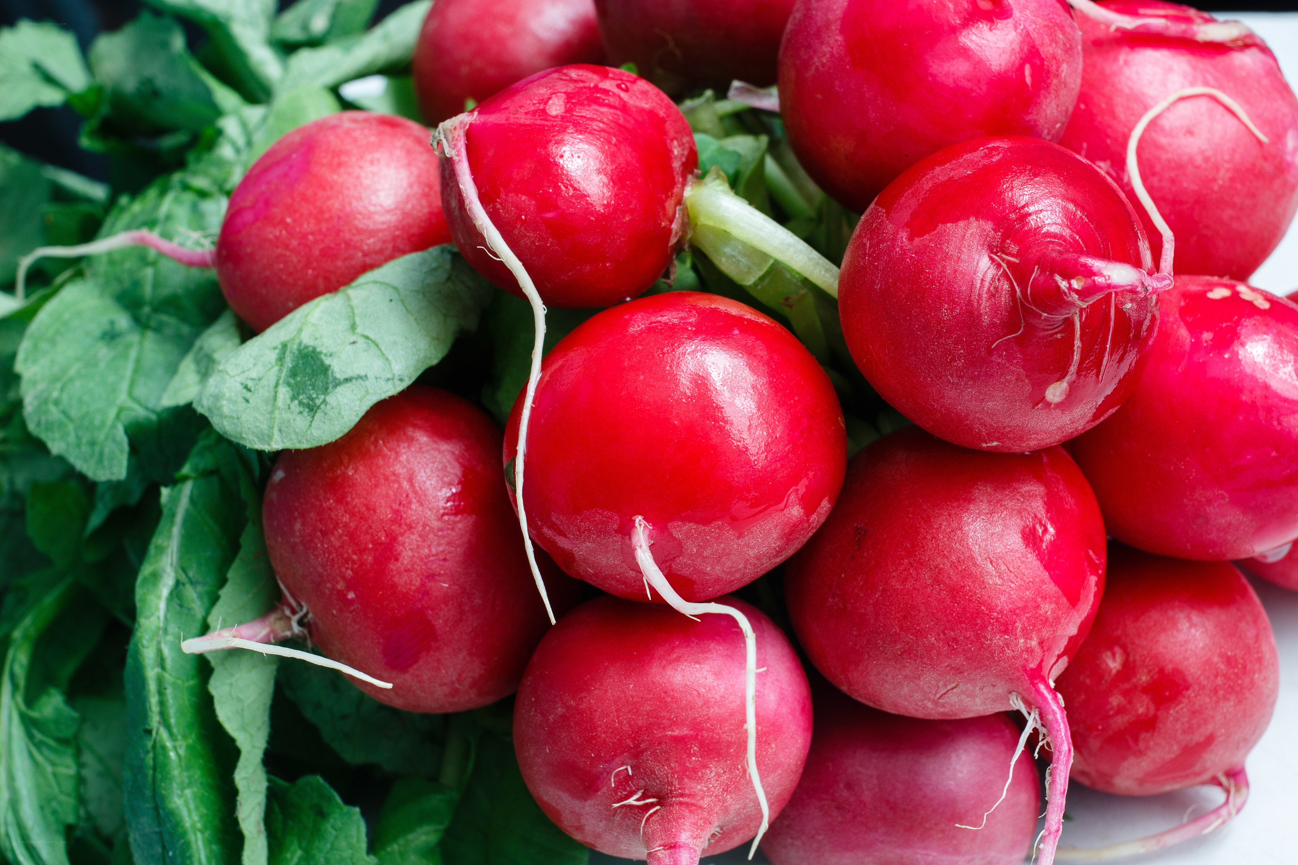 Fresh radishes with greens