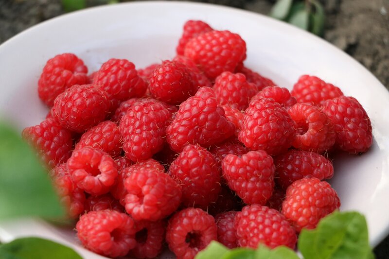Fresh raspberries in a bowl