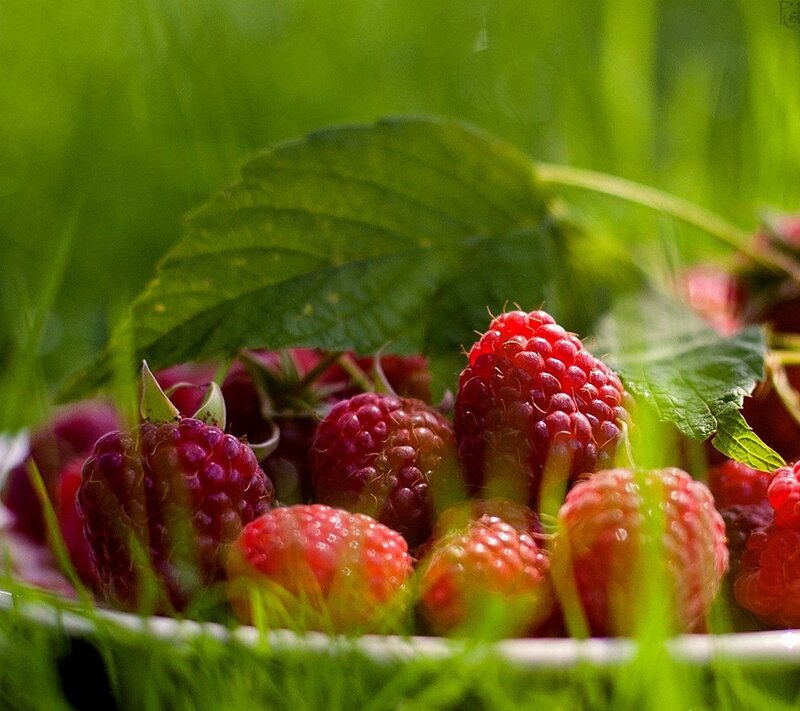 Fresh Raspberries in Basket