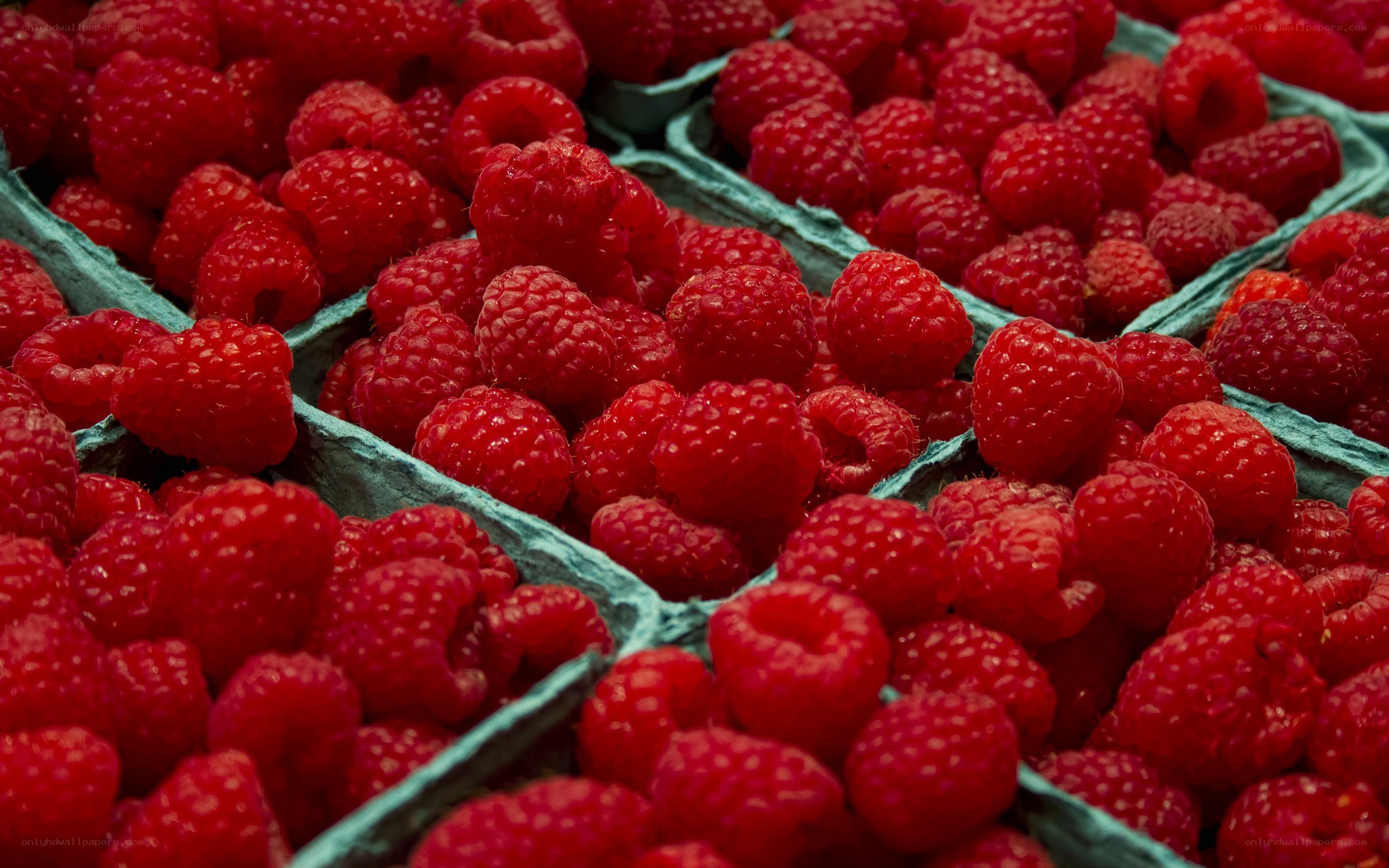 Fresh raspberries in cartons