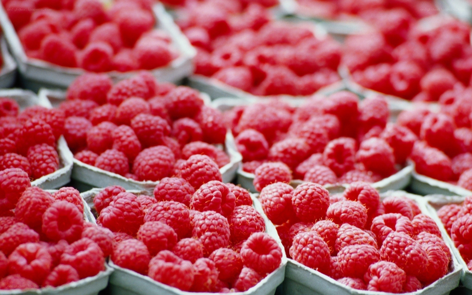 Fresh raspberries in containers