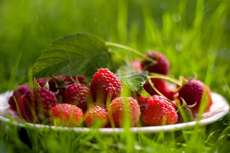 Fresh raspberries in grass