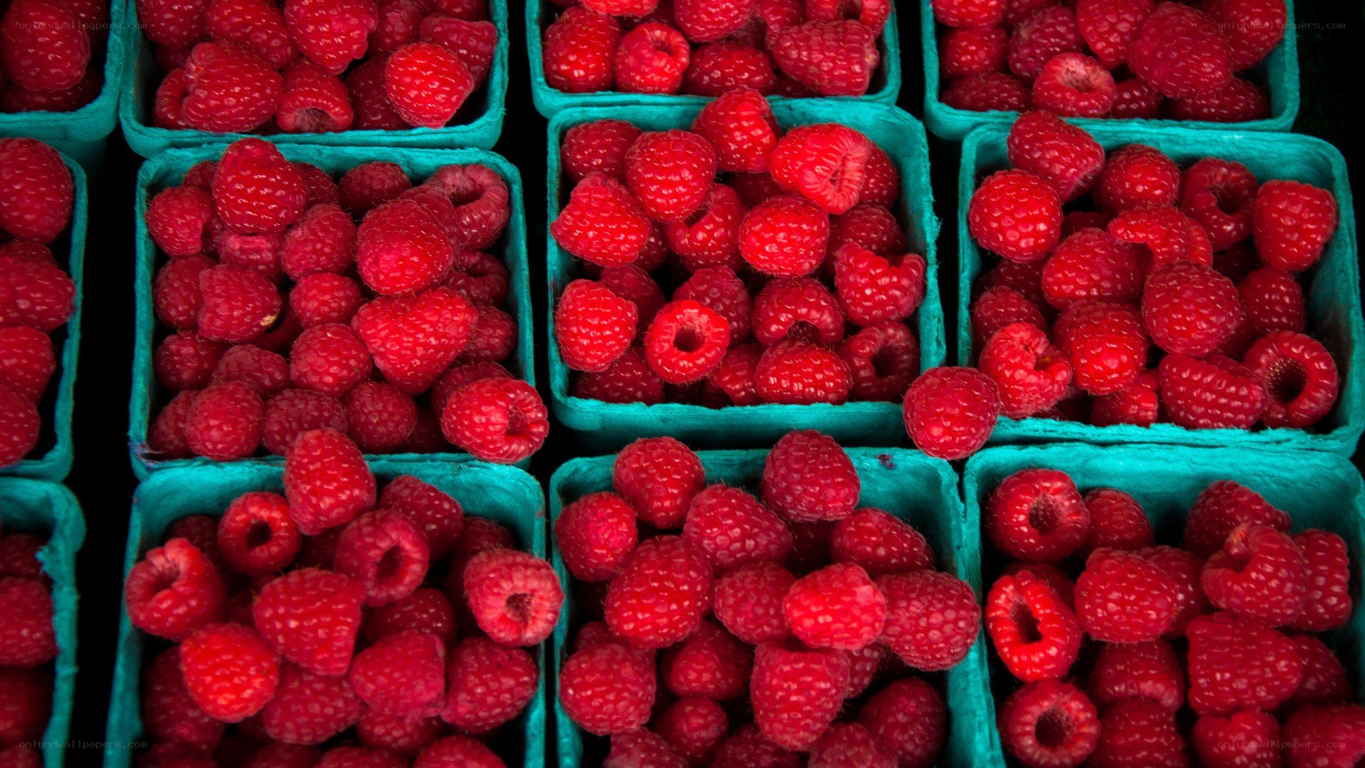 Fresh raspberries in green containers