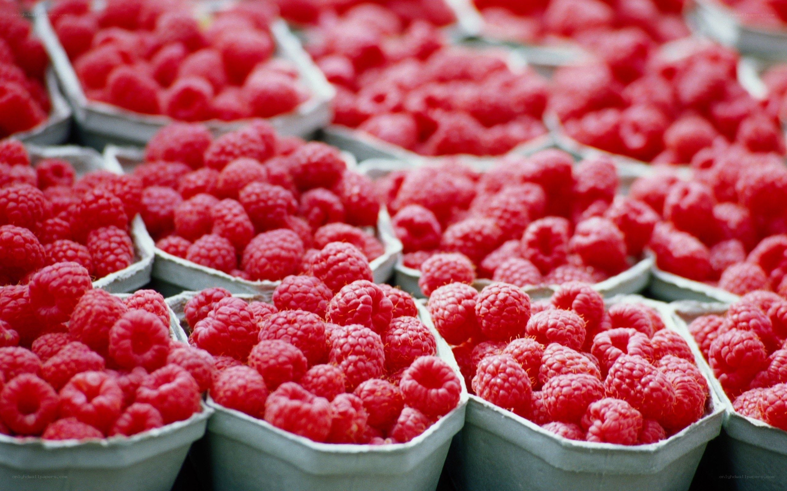 Fresh raspberries in punnets