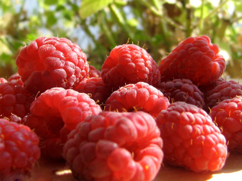 Fresh Raspberries in Sunlight — Red