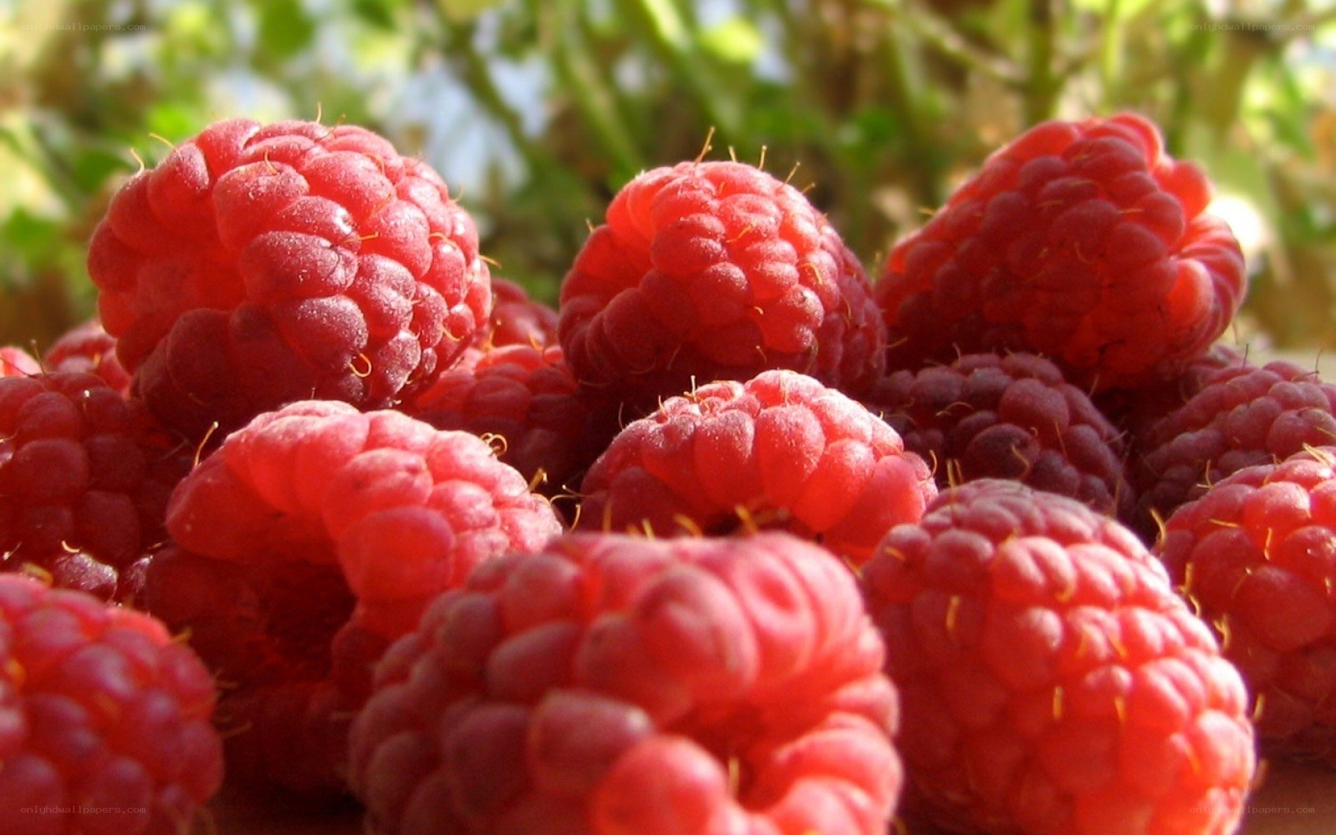 Fresh raspberries in sunlight