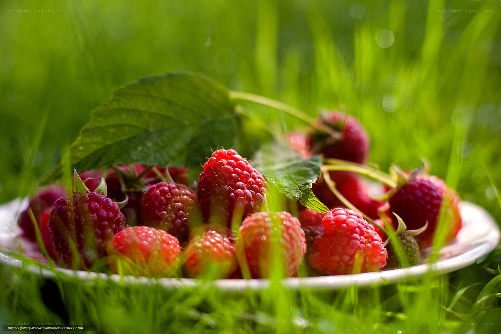 Fresh raspberries on grass