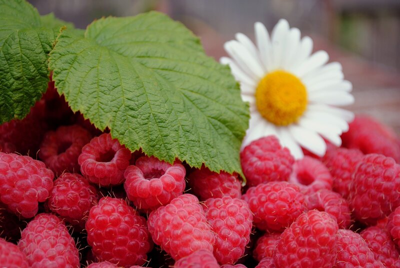 Fresh Raspberries with Daisy