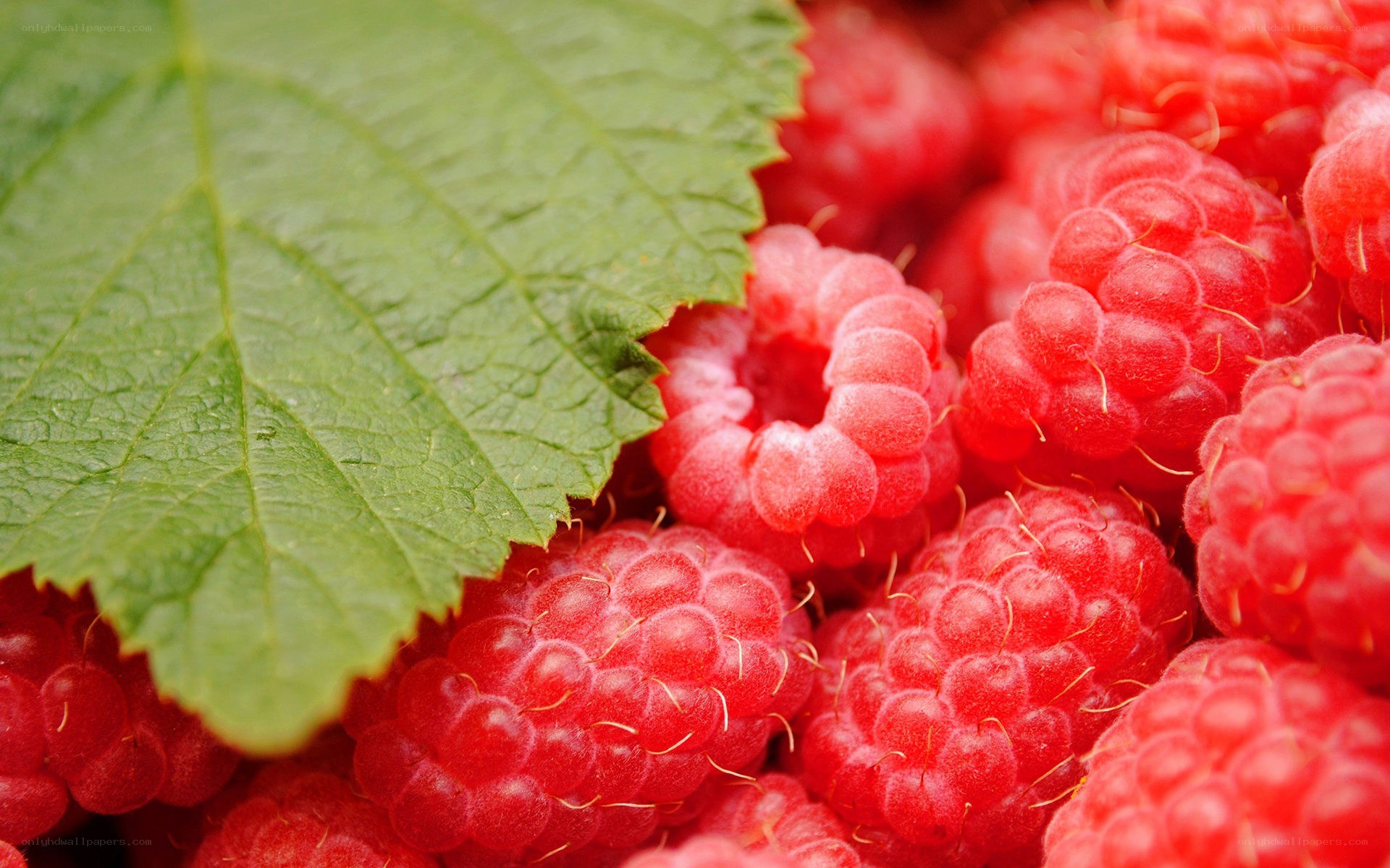 Fresh raspberries with green leaf