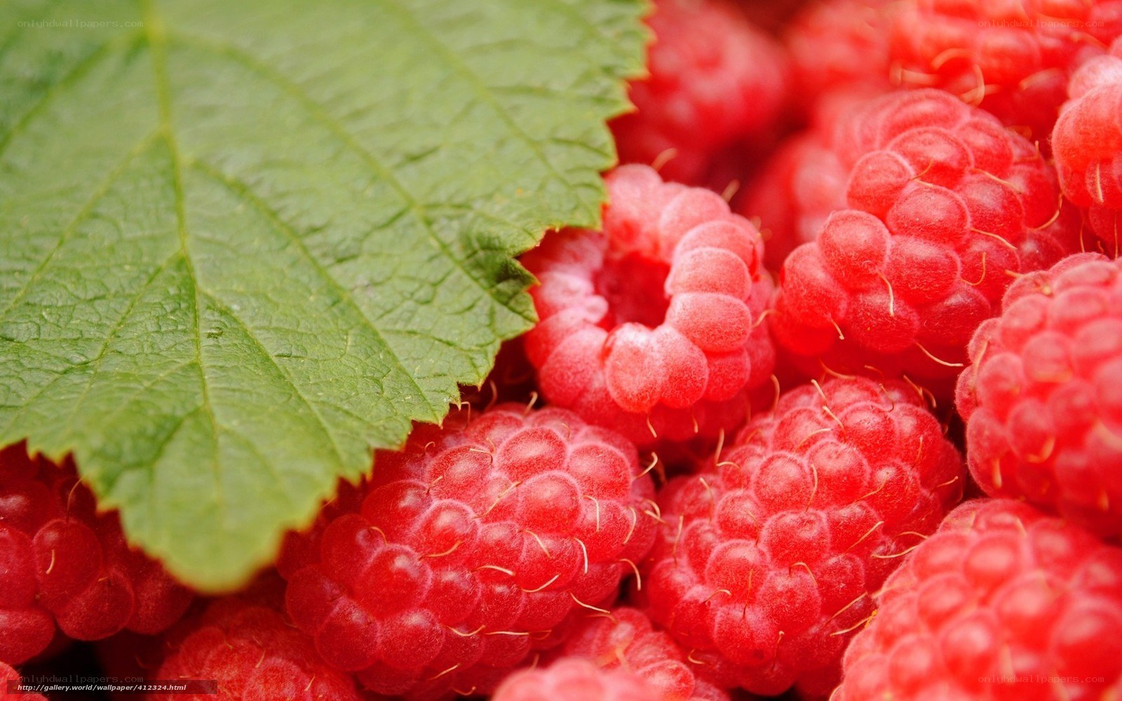 Fresh raspberries with green leaf