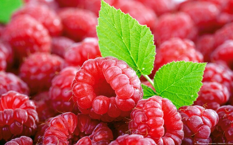 Fresh raspberries with green leaves