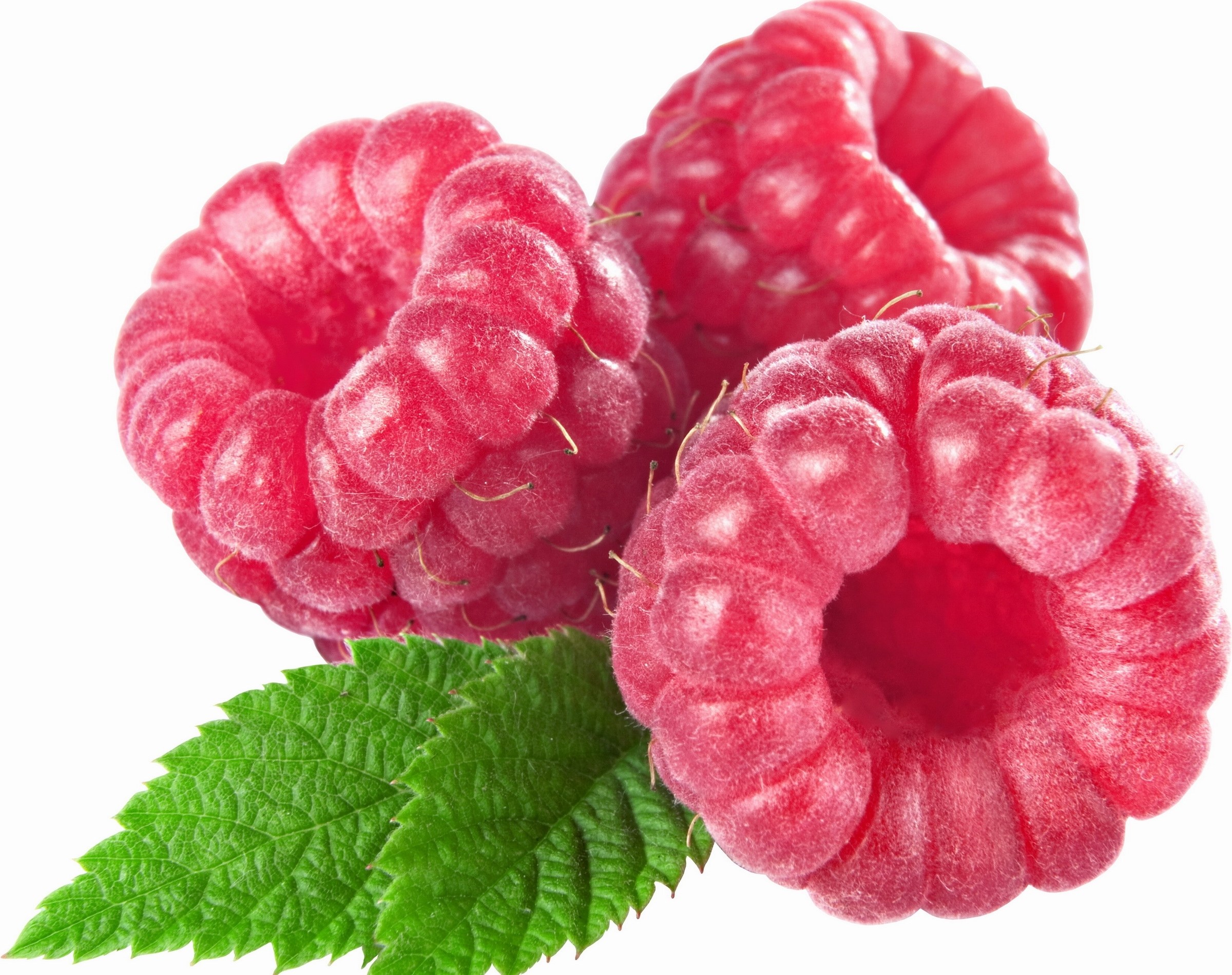 fresh raspberries with green leaves