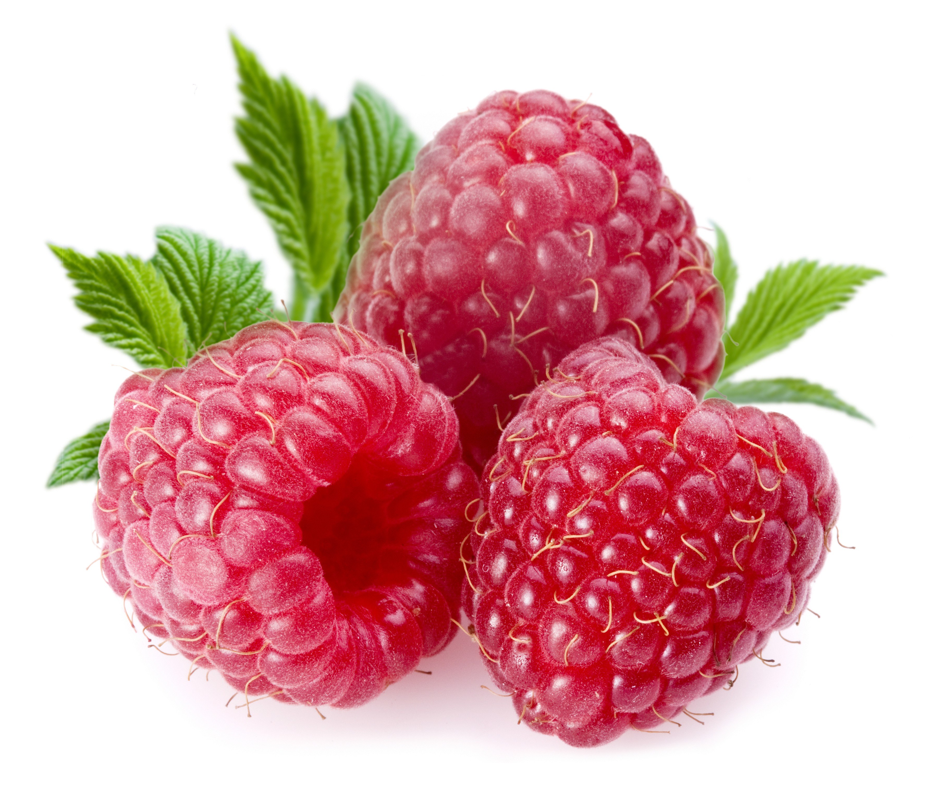 fresh raspberries with leaves