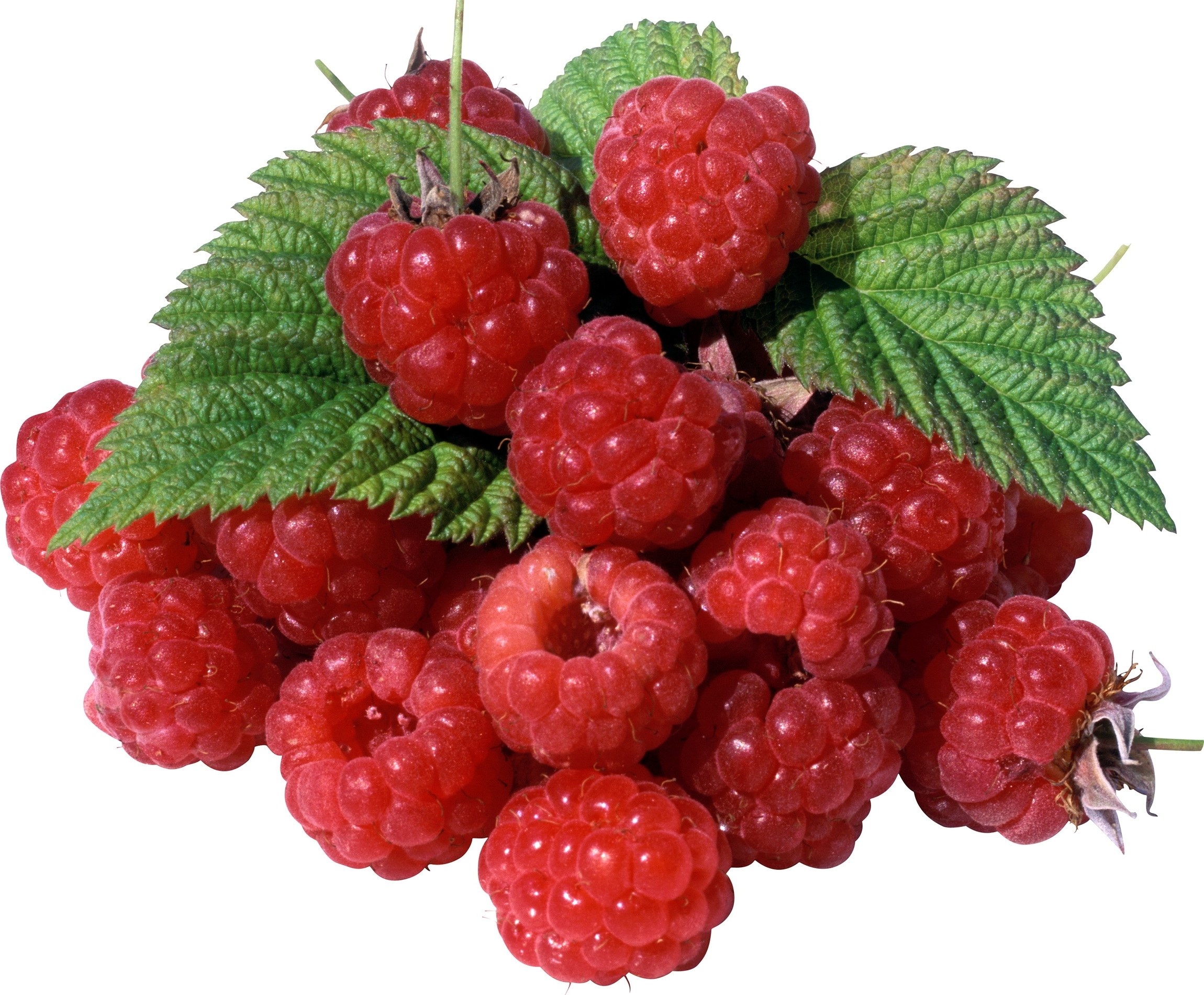 fresh raspberries with leaves