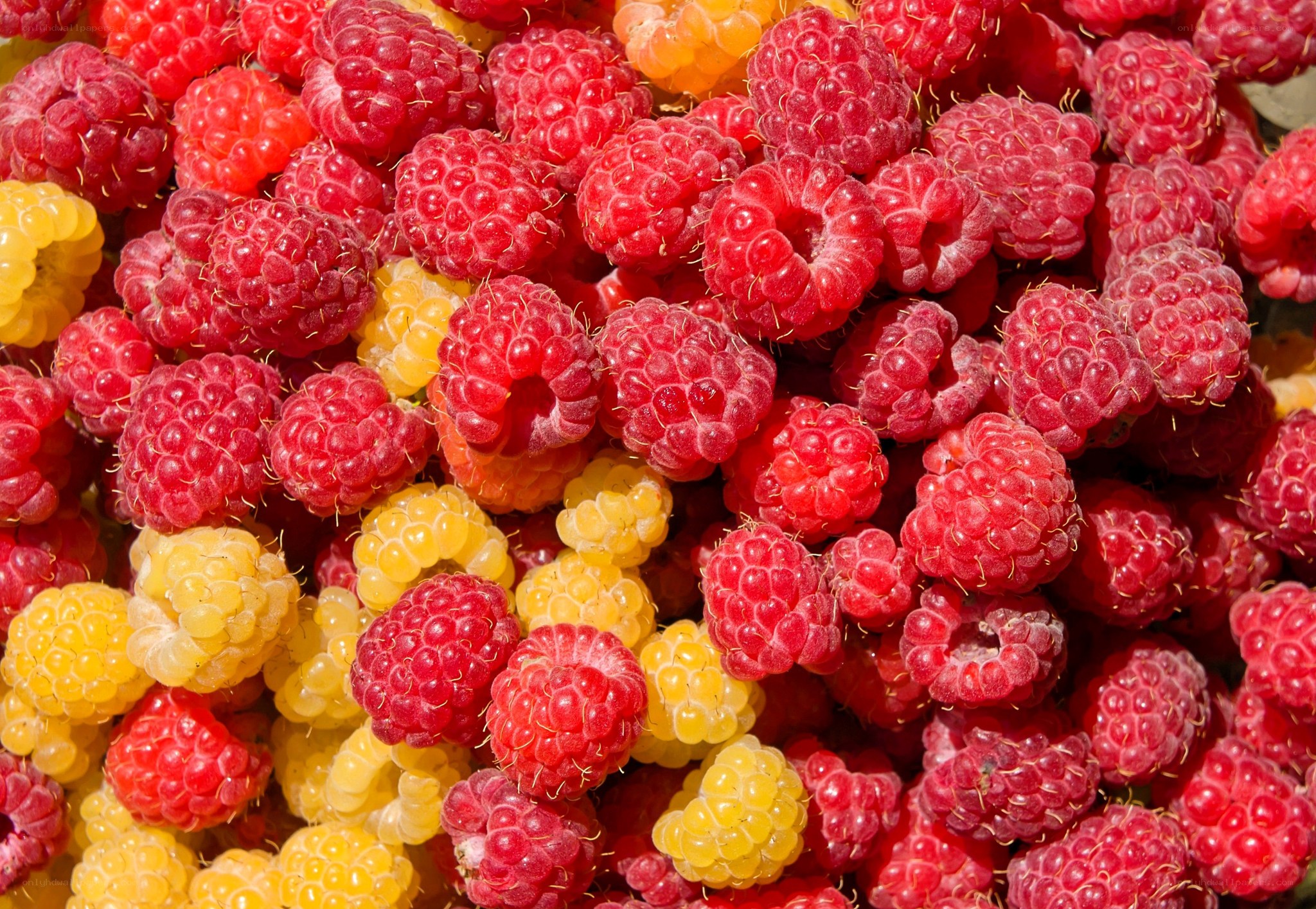 Fresh red and yellow raspberries