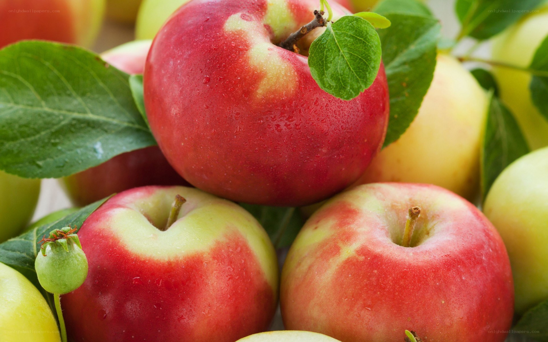 fresh red apples with leaves