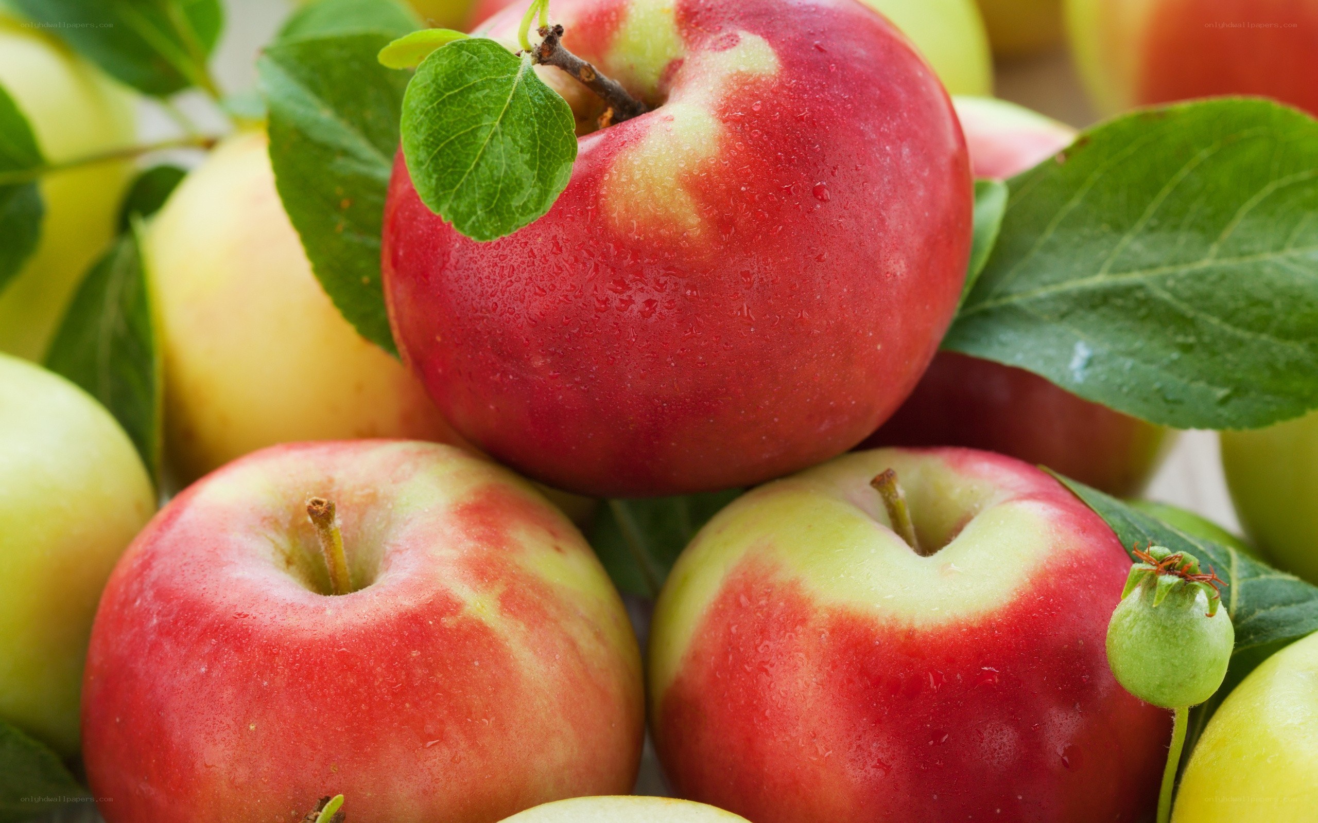 fresh red apples with leaves