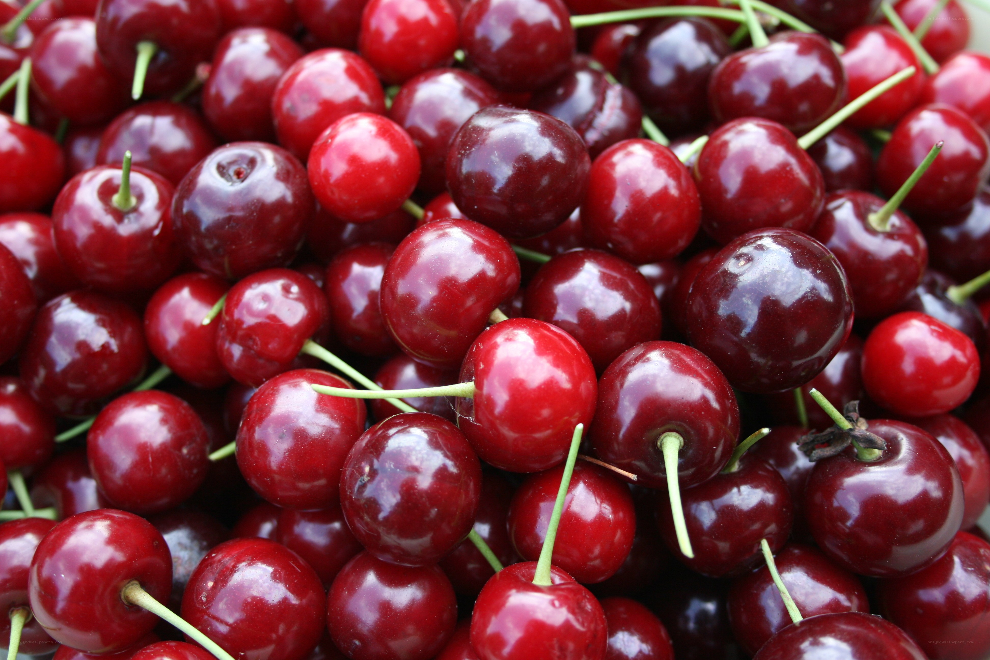 Fresh red cherries in a pile