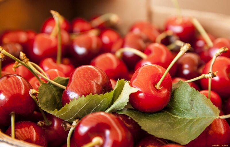 Fresh red cherries with leaves