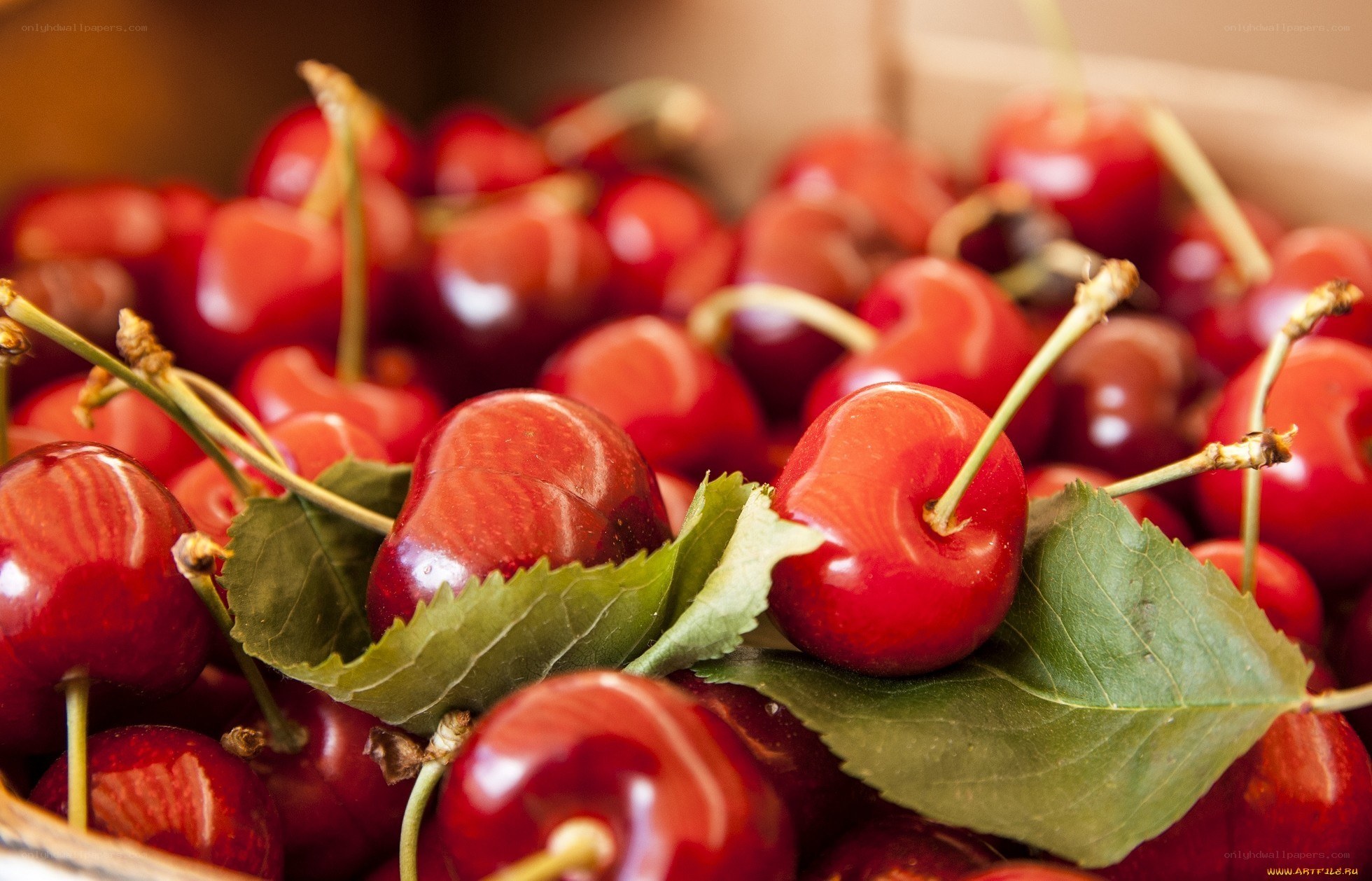 Fresh red cherries with leaves