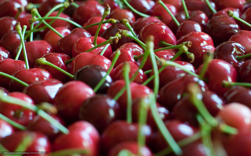 Fresh red cherries with stems