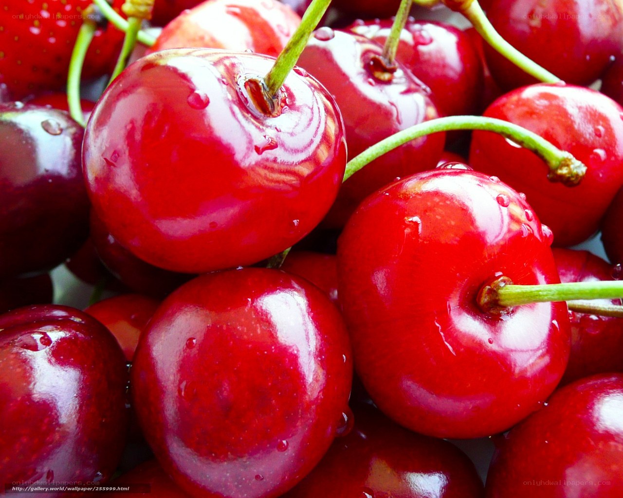 Fresh red cherries with water droplets