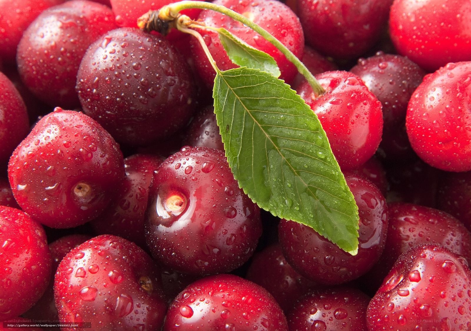 Fresh red cherries with water droplets