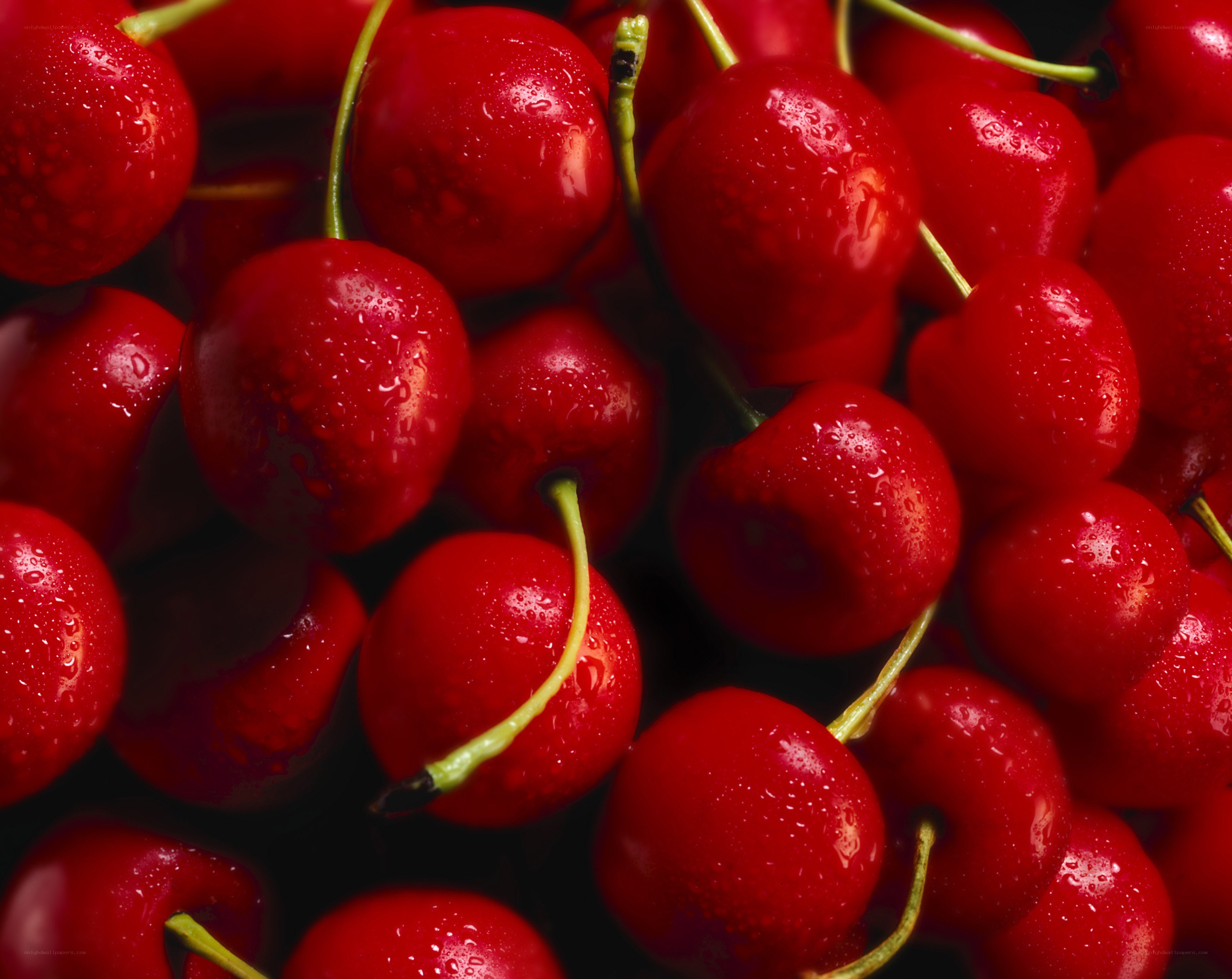 Fresh red cherries with water droplets
