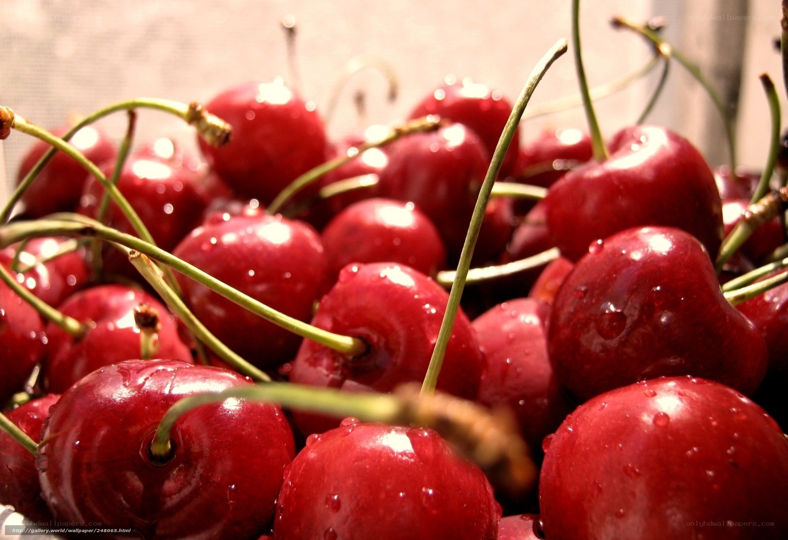 Fresh red cherries with water droplets