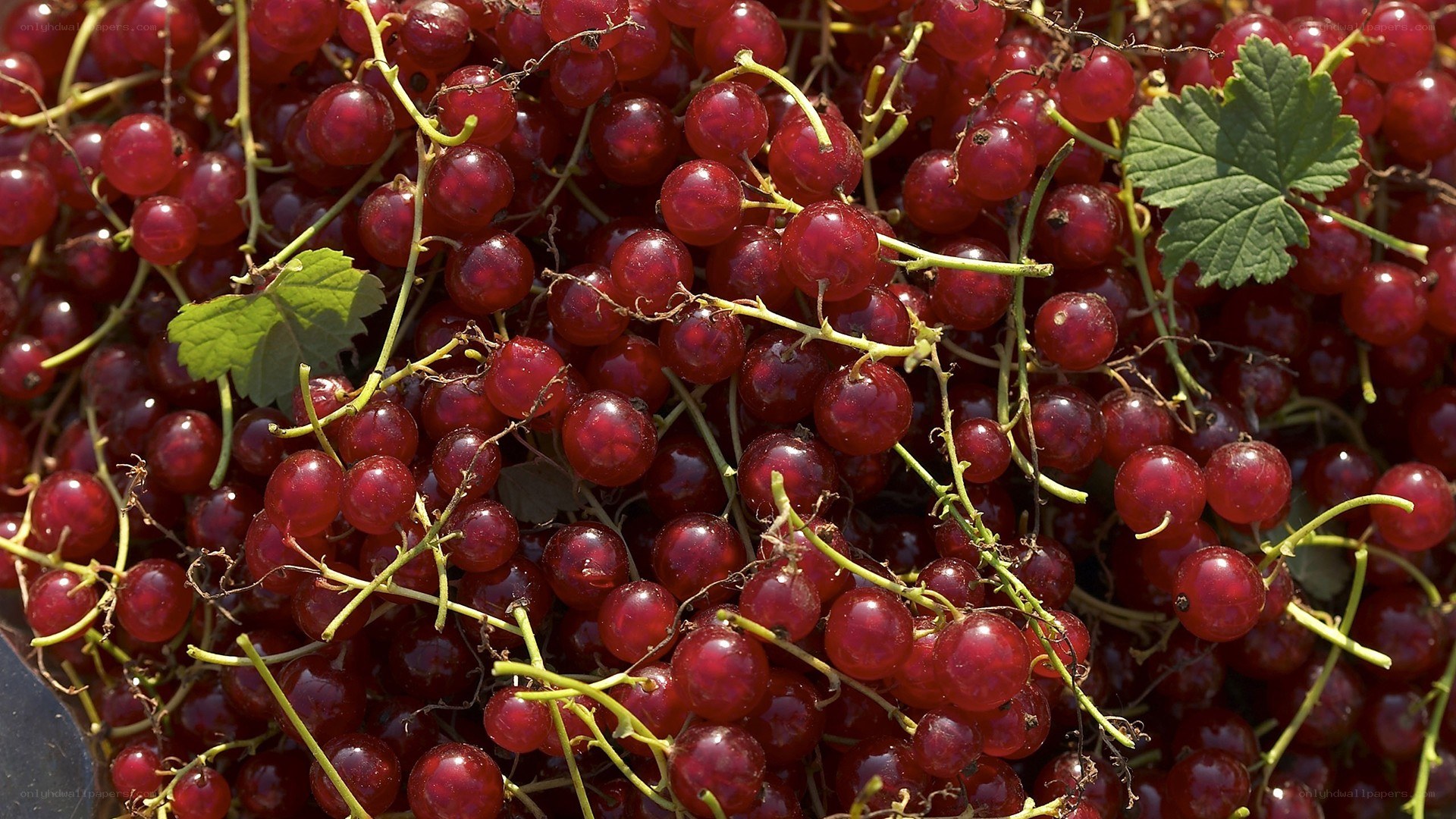 Fresh red currants in a pile