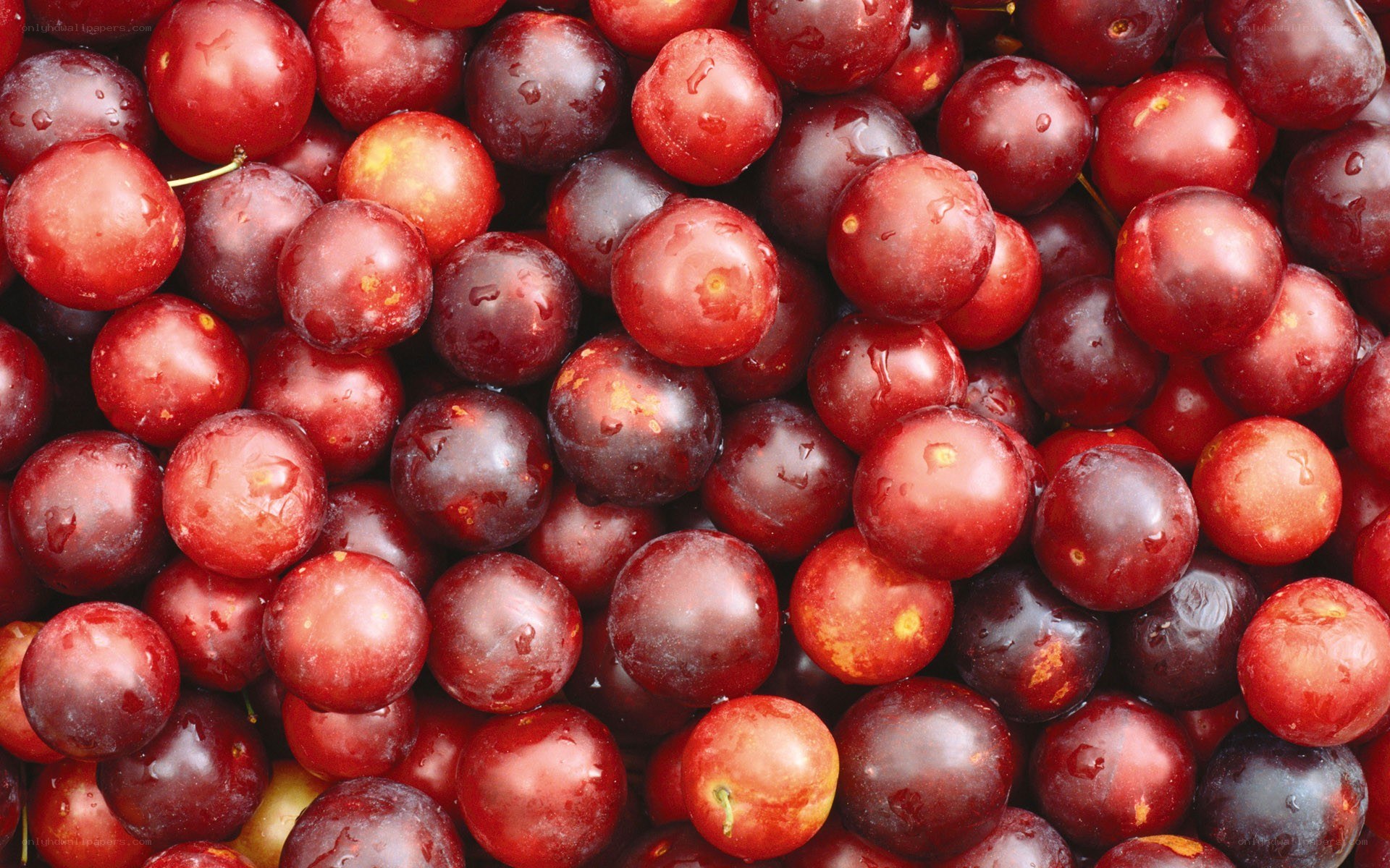 Fresh red plums