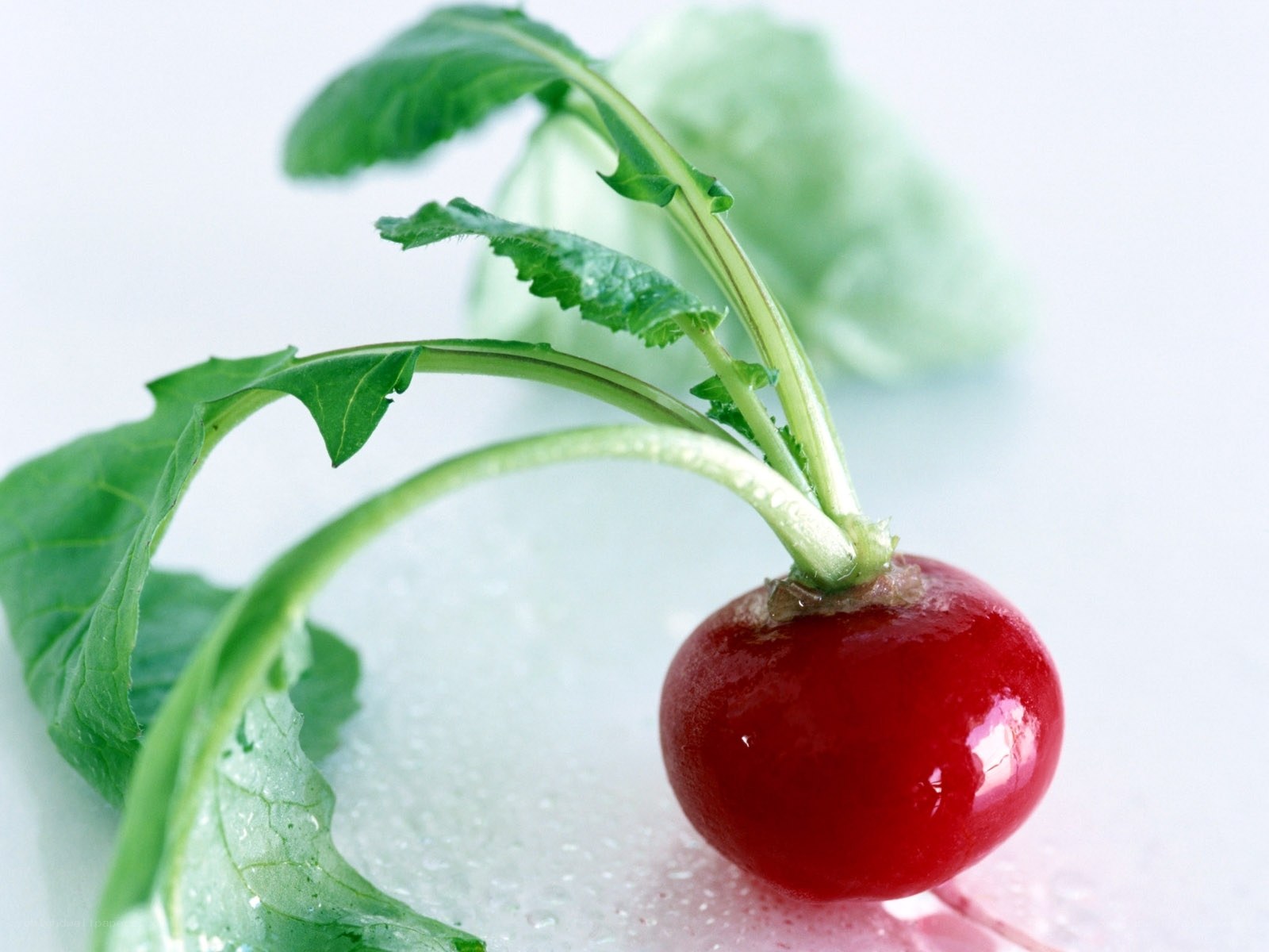 Fresh red radish with green leaves