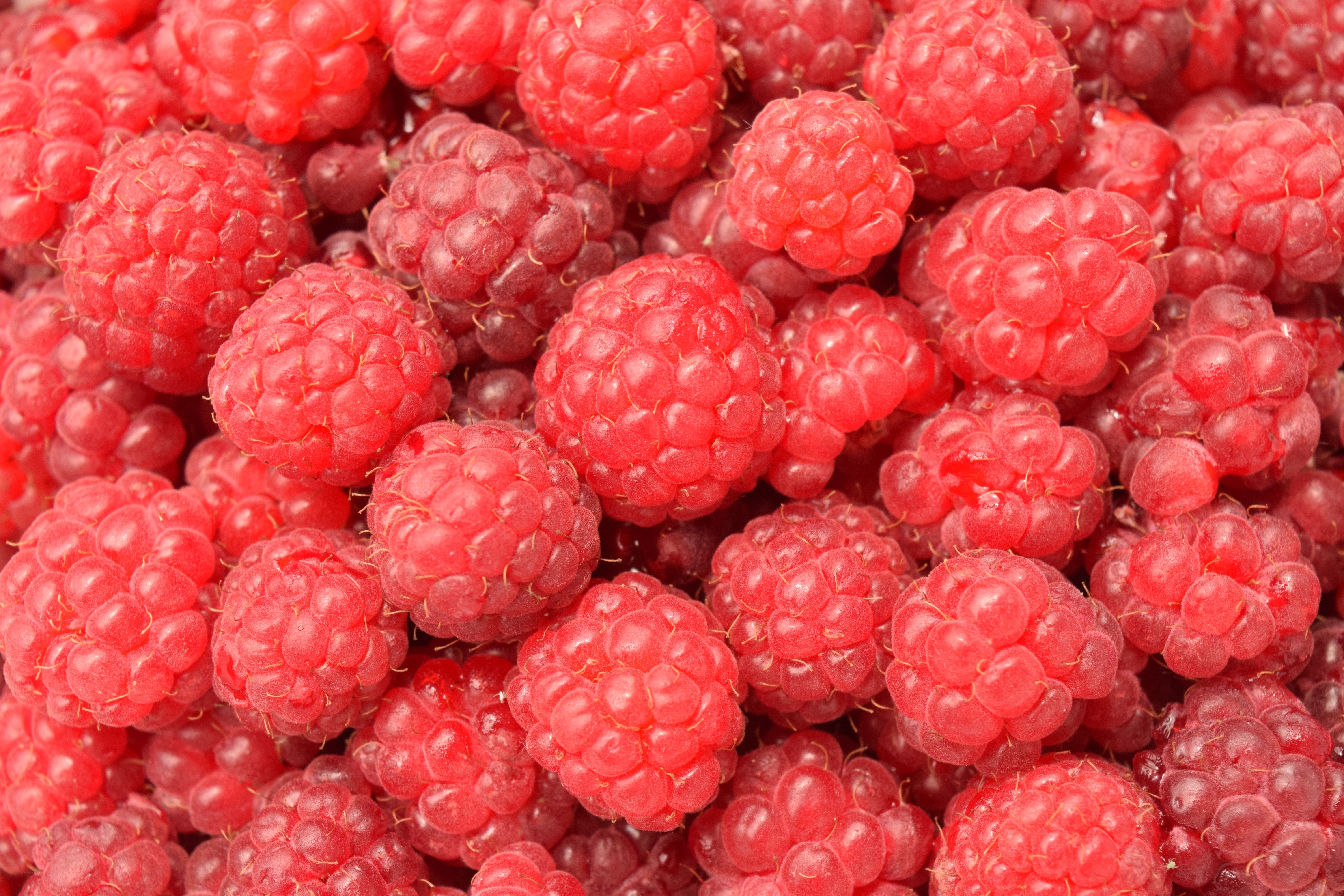 Fresh red raspberries