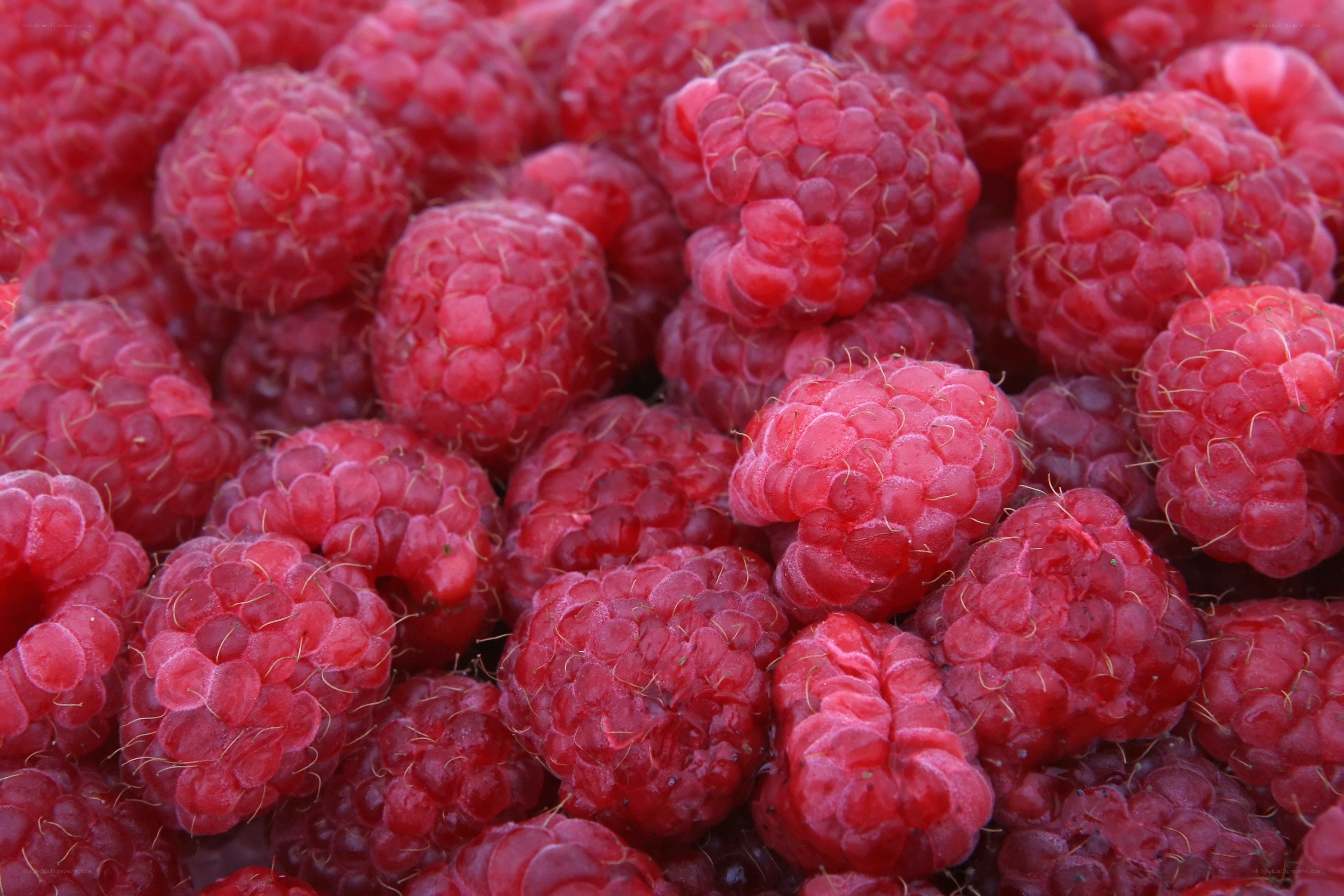 Fresh red raspberries