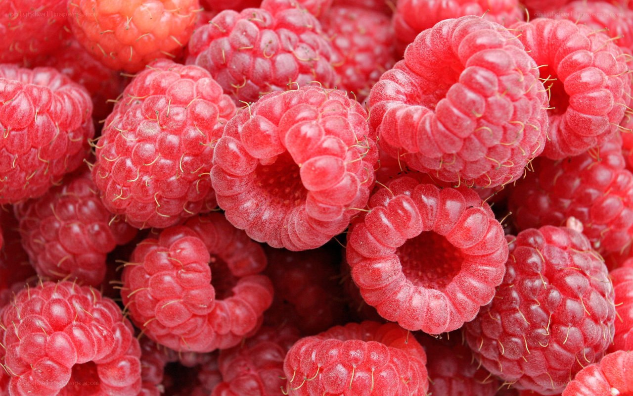 Fresh red raspberries